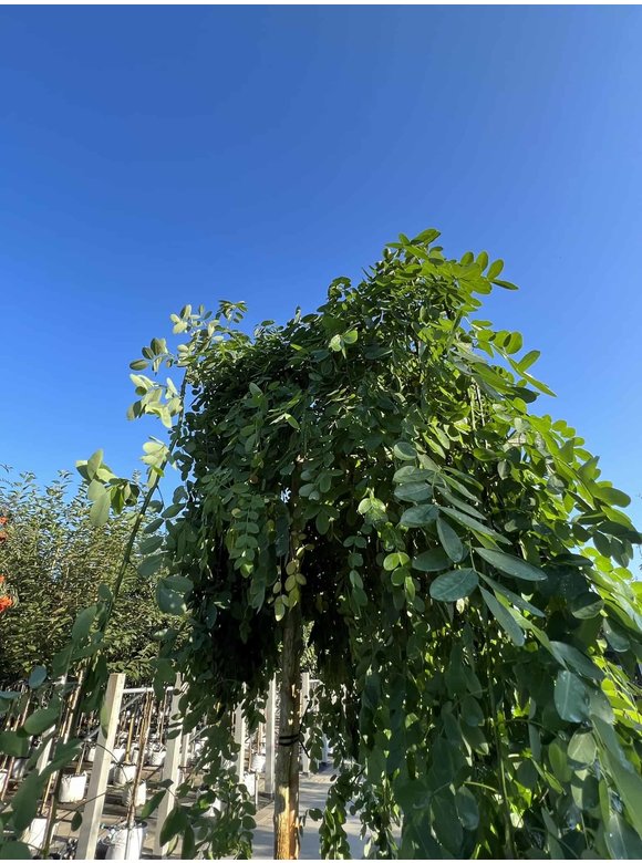 Hängender Schnurbaum 'Pendula' | Styphnolobium japonicum 'Pendula' Hängender Schnurbaum 'Pendula' | Styphnolobium japonicum 'Pendula'
