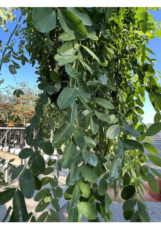 Hängender Schnurbaum 'Pendula' | Styphnolobium japonicum 'Pendula'