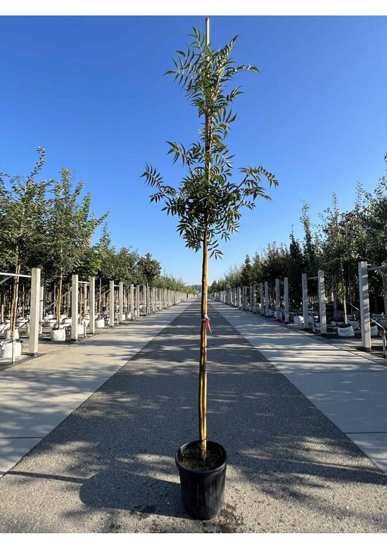 Eberesche 'Dodong' | Sorbus 'Dodong'