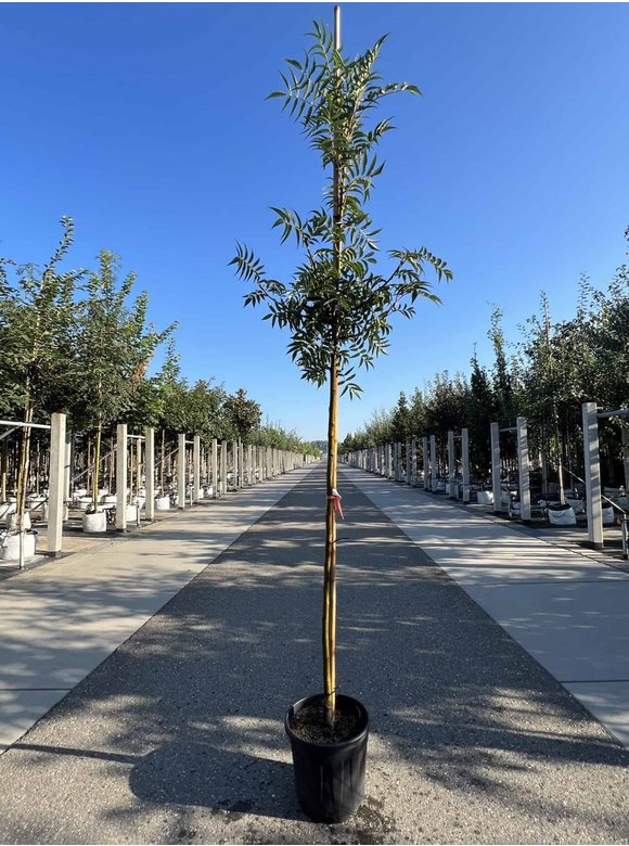 Eberesche 'Dodong' | Sorbus 'Dodong' Eberesche 'Dodong' | Sorbus 'Dodong'