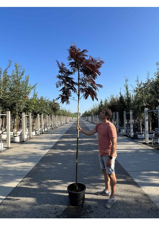 Seidenbaum - Schlafbaum - Seidenakazie 'Summer Chocolate' | Albizia julibrissin 'Summer Chocolate'