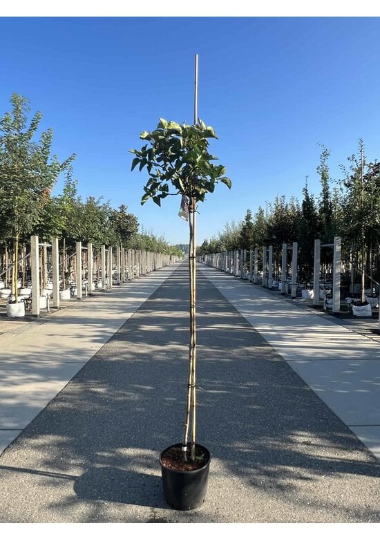 Edelflieder 'Andenken an Ludwig Späth' | Syringa vulgaris 'Andenken an Ludwig Späth'