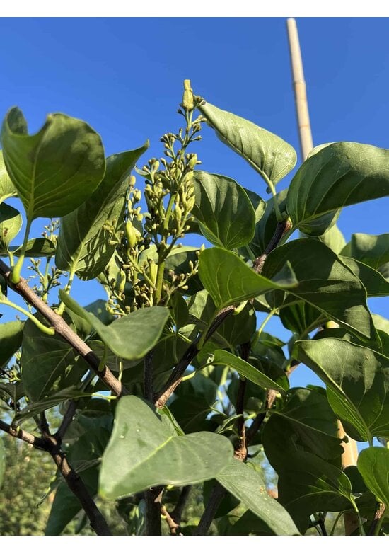 Edelflieder 'Andenken an Ludwig Späth' | Syringa vulgaris 'Andenken an Ludwig Späth'
