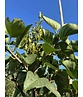 Edelflieder 'Andenken an Ludwig Späth' | Syringa vulgaris 'Andenken an Ludwig Späth'