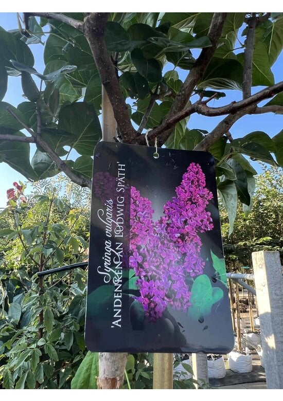 Edelflieder 'Andenken an Ludwig Späth' | Syringa vulgaris 'Andenken an Ludwig Späth'