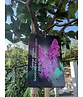 Edelflieder 'Andenken an Ludwig Späth' | Syringa vulgaris 'Andenken an Ludwig Späth'
