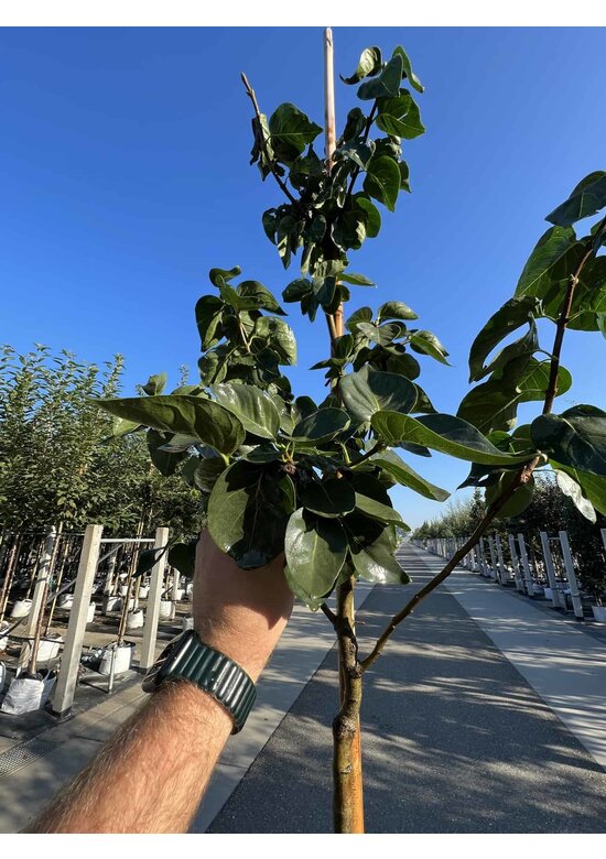 Edelflieder 'Madame Lemoine' | Syringa vulgaris 'Madame Lemoine'