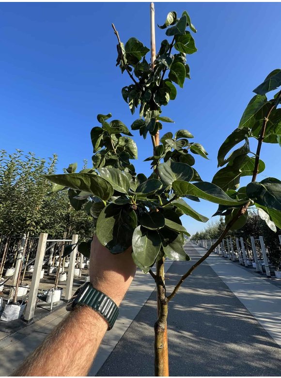 Edelflieder 'Madame Lemoine' | Syringa vulgaris 'Madame Lemoine' Edelflieder 'Madame Lemoine' | Syringa vulgaris 'Madame Lemoine'