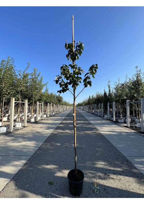 Edelflieder 'Madame Lemoine' | Syringa vulgaris 'Madame Lemoine'