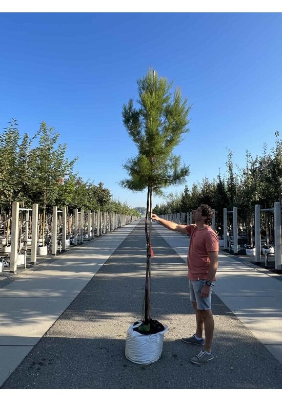 Viermännige Tamariske | Tamarix tetrandra