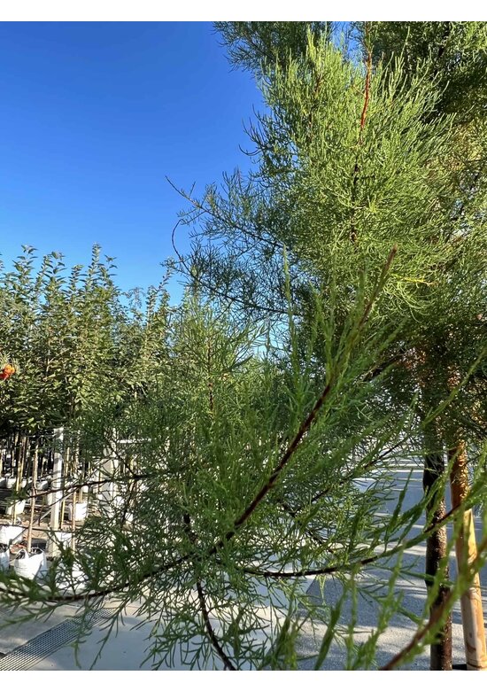 Viermännige Tamariske | Tamarix tetrandra