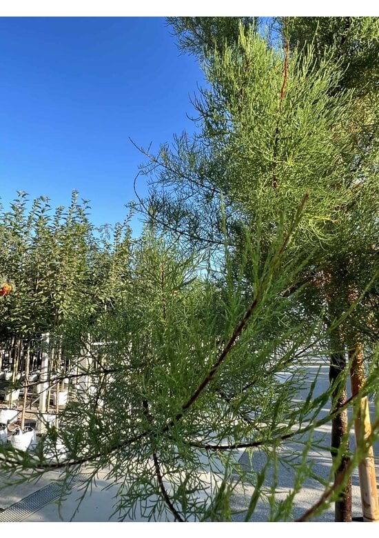 Viermännige Tamariske | Tamarix tetrandra