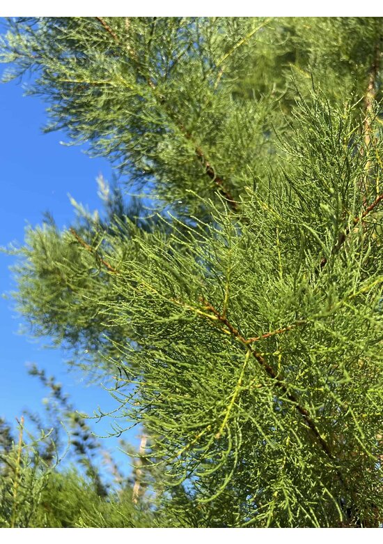 Viermännige Tamariske | Tamarix tetrandra