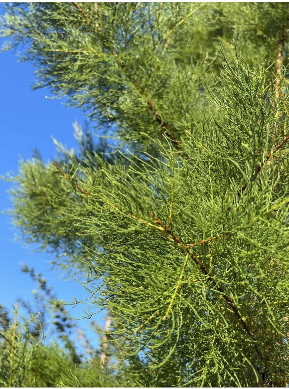 Viermännige Tamariske | Tamarix tetrandra Viermännige Tamariske | Tamarix tetrandra