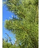 Viermännige Tamariske | Tamarix tetrandra