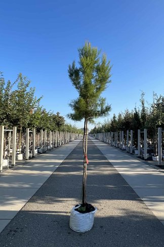 Viermännige Tamariske | Tamarix tetrandra