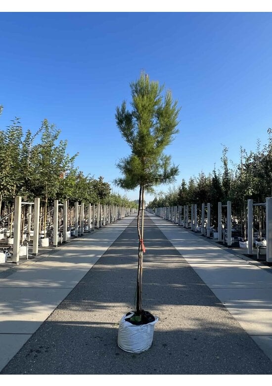 Viermännige Tamariske | Tamarix tetrandra