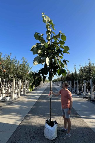 Lindebaum monticola | Tilia monticola