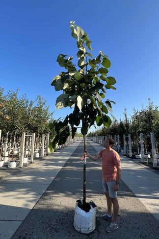 Lindebaum monticola | Tilia monticola