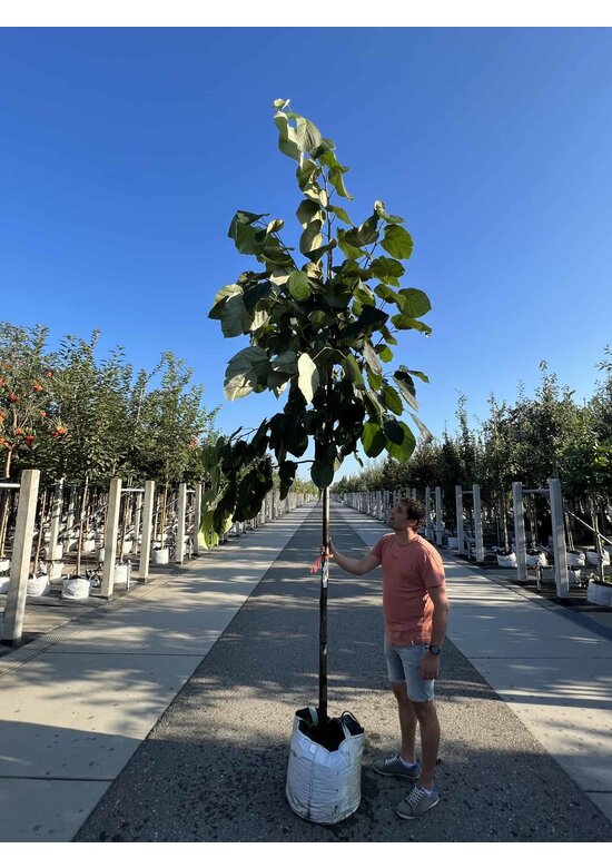 Lindebaum monticola | Tilia monticola