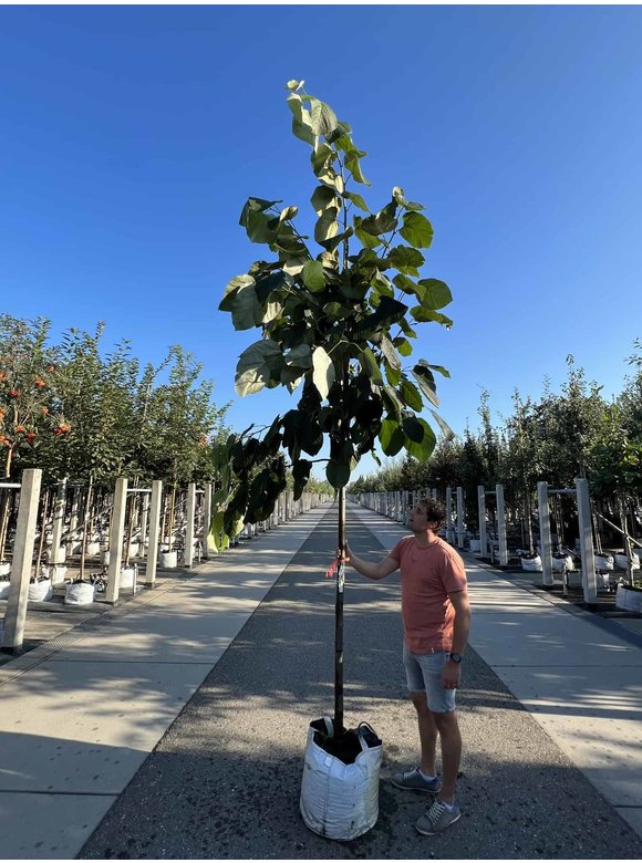 Lindebaum monticola | Tilia monticola Lindebaum monticola | Tilia monticola