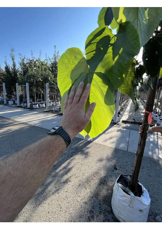 Lindebaum monticola | Tilia monticola