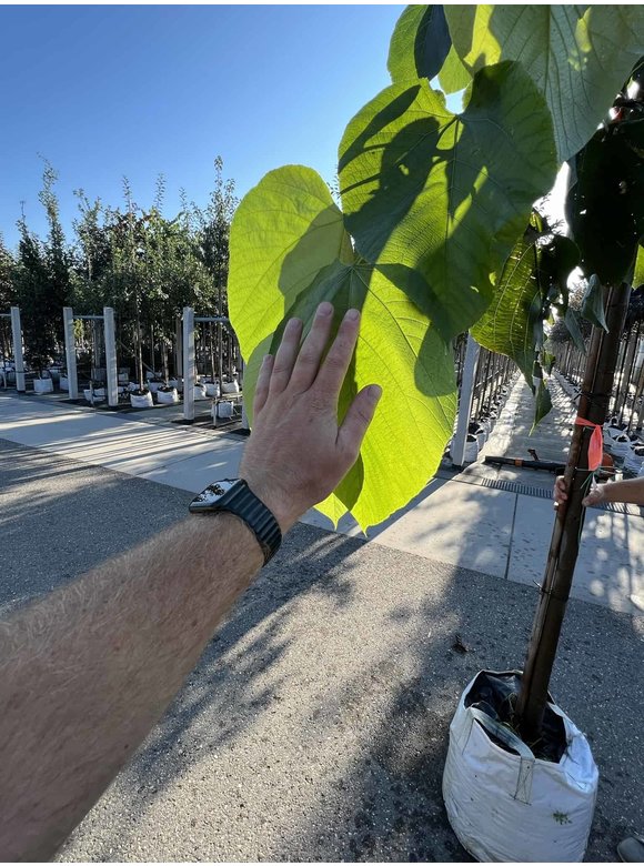 Lindebaum monticola | Tilia monticola Lindebaum monticola | Tilia monticola