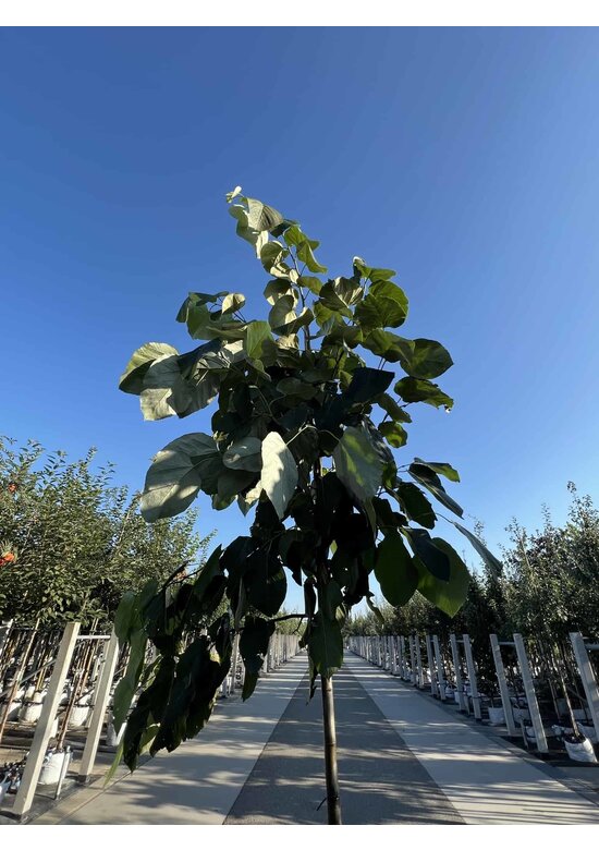 Lindebaum monticola | Tilia monticola