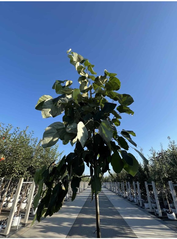 Lindebaum monticola | Tilia monticola Lindebaum monticola | Tilia monticola