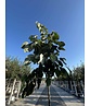 Lindebaum monticola | Tilia monticola
