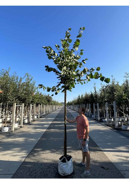 Holländische Linde 'Zwarte Linde' | Tilia europaea