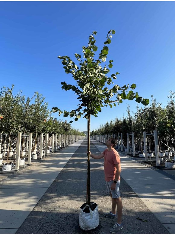 Holländische Linde 'Zwarte Linde' | Tilia europaea Holländische Linde 'Zwarte Linde' | Tilia europaea