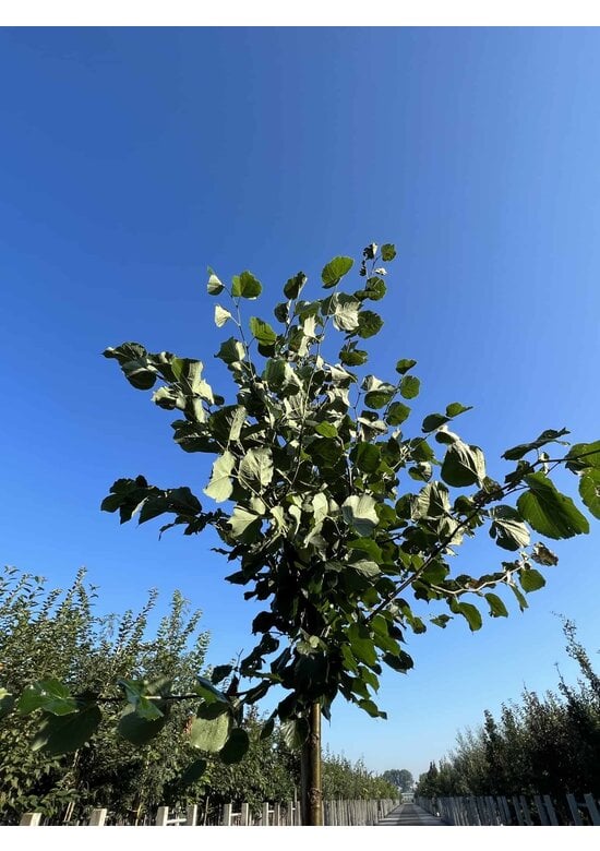Holländische Linde 'Zwarte Linde' | Tilia europaea