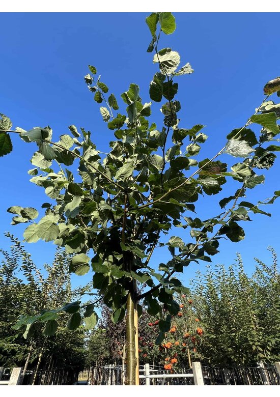 Holländische Linde 'Zwarte Linde' | Tilia europaea
