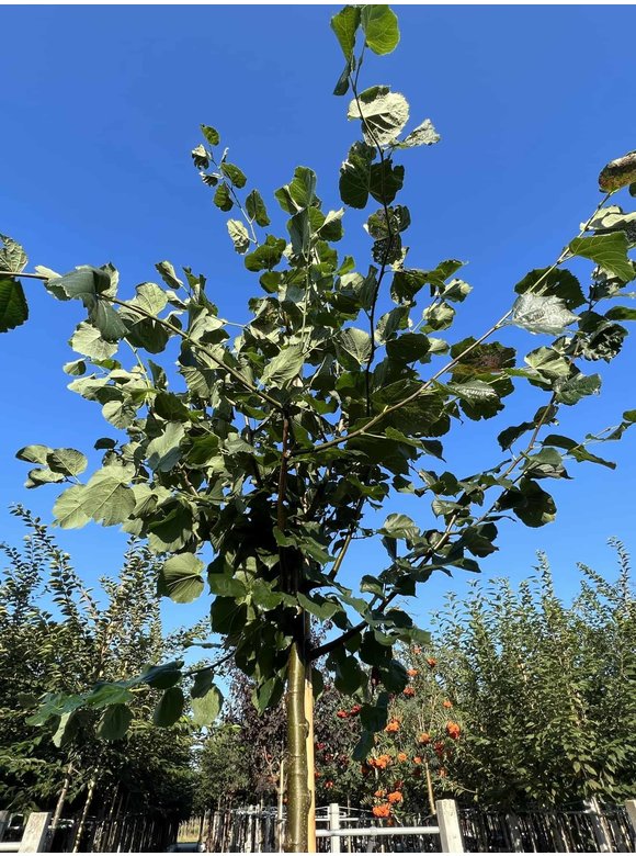 Holländische Linde 'Zwarte Linde' | Tilia europaea Holländische Linde 'Zwarte Linde' | Tilia europaea