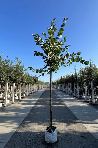 Holländische Linde 'Zwarte Linde' | Tilia europaea Holländische Linde 'Zwarte Linde' | Tilia europaea
