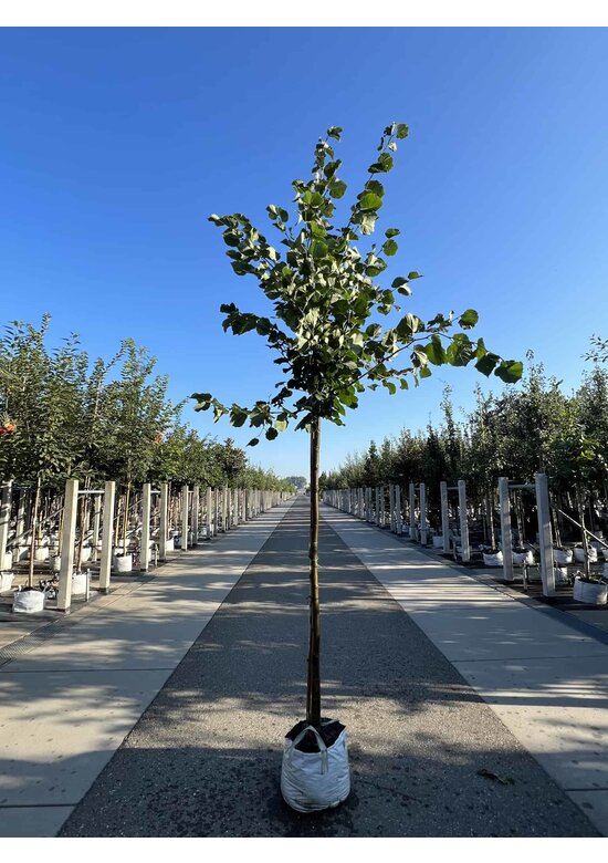 Holländische Linde 'Zwarte Linde' | Tilia europaea