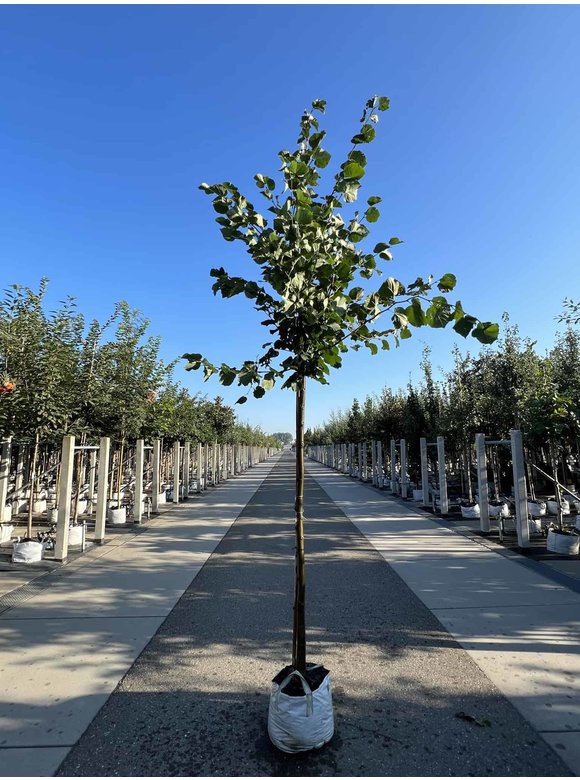 Holländische Linde 'Zwarte Linde' | Tilia europaea Holländische Linde 'Zwarte Linde' | Tilia europaea