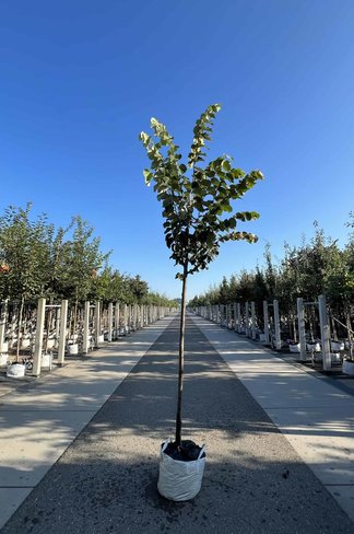 Silber-Linde 'Brabant' | Tilia tomentosa 'Brabant'