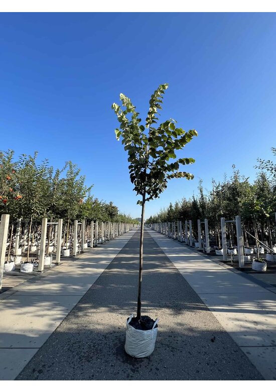 Silber-Linde 'Brabant' | Tilia tomentosa 'Brabant' Silber-Linde 'Brabant' | Tilia tomentosa 'Brabant'