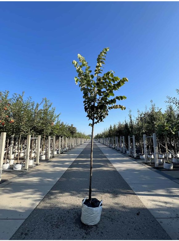 Silber-Linde 'Brabant' | Tilia tomentosa 'Brabant' Silber-Linde 'Brabant' | Tilia tomentosa 'Brabant'
