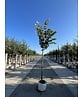 Silber-Linde 'Brabant' | Tilia tomentosa 'Brabant' Silber-Linde 'Brabant' | Tilia tomentosa 'Brabant'