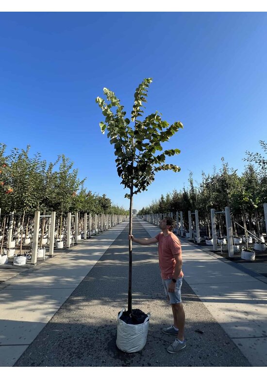 Silber-Linde 'Brabant' | Tilia tomentosa 'Brabant' Silber-Linde 'Brabant' | Tilia tomentosa 'Brabant'