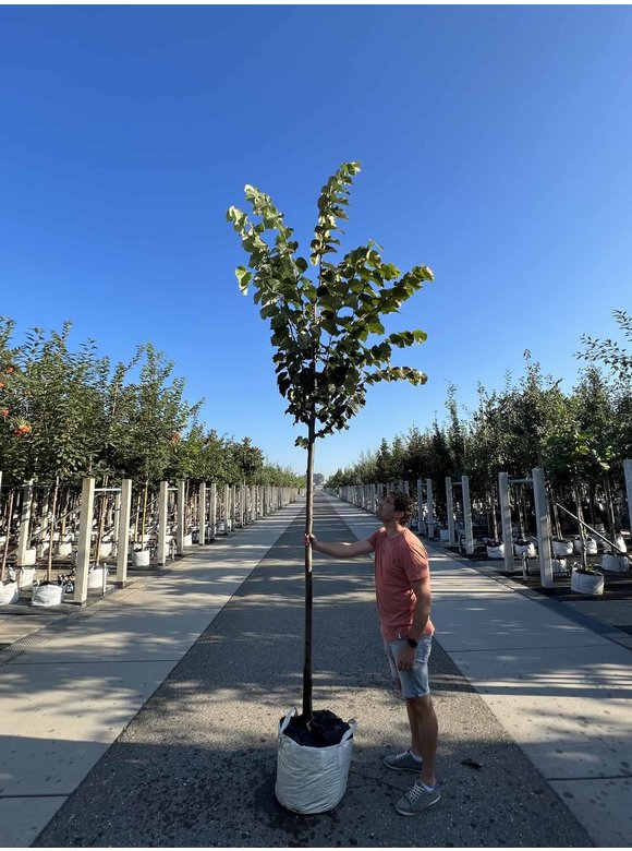 Silber-Linde 'Brabant' | Tilia tomentosa 'Brabant' Silber-Linde 'Brabant' | Tilia tomentosa 'Brabant'