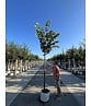 Silber-Linde 'Brabant' | Tilia tomentosa 'Brabant' Silber-Linde 'Brabant' | Tilia tomentosa 'Brabant'