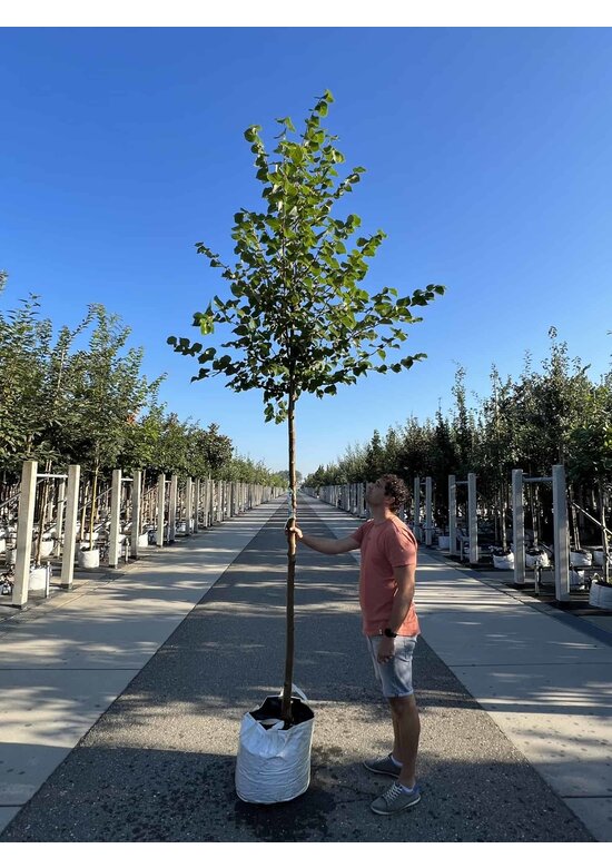 Winterlinde 'Winter Orange' | Tilia cordata 'Winter Orange'