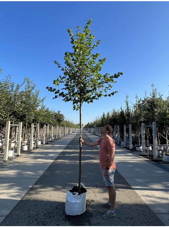 Winterlinde 'Winter Orange' | Tilia cordata 'Winter Orange' Winterlinde 'Winter Orange' | Tilia cordata 'Winter Orange'