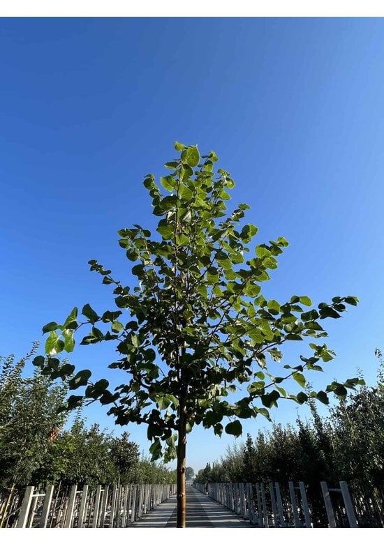 Winterlinde 'Winter Orange' | Tilia cordata 'Winter Orange'