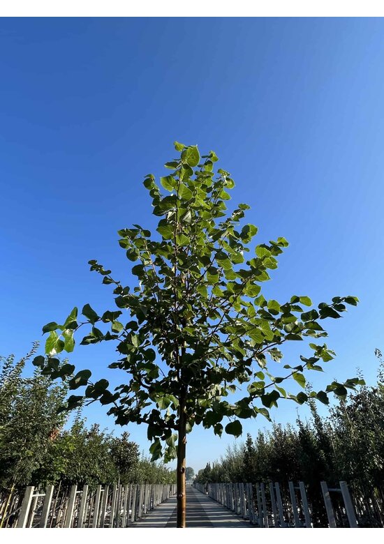 Winterlinde 'Winter Orange' | Tilia cordata 'Winter Orange'