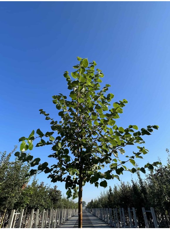 Winterlinde 'Winter Orange' | Tilia cordata 'Winter Orange' Winterlinde 'Winter Orange' | Tilia cordata 'Winter Orange'